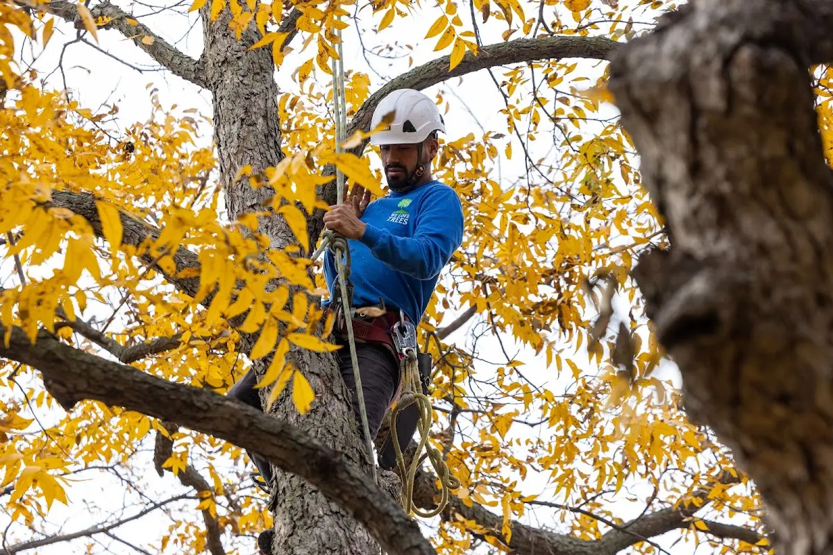 Skilled Tree Planting crew working in Ashford
